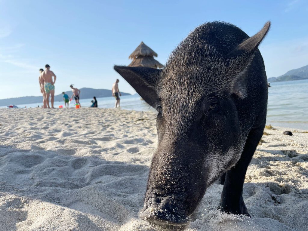A pig in front of many people on Pig Island Koh Madsum