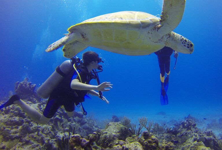 A person diving near a coral and a sea turtle